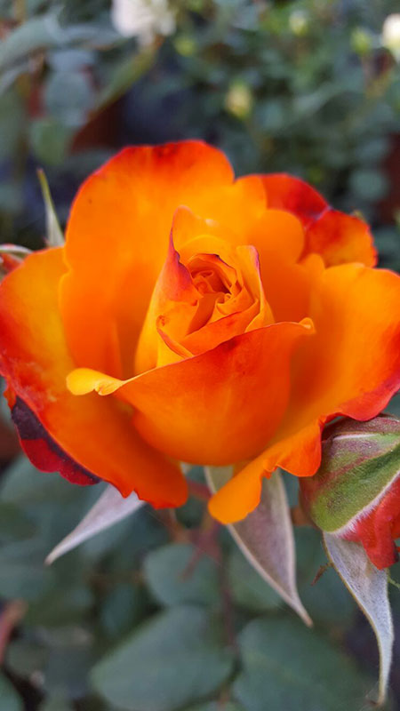 I Giardini del Lago fiori IL VIVAIO