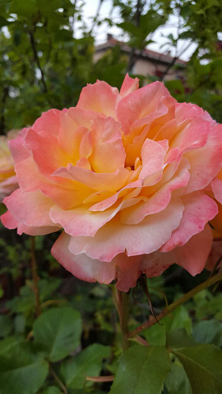 I Giardini del Lago fiori IL VIVAIO