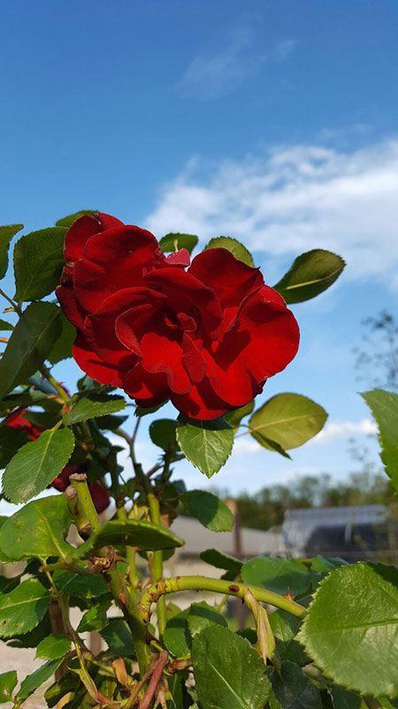 I Giardini del Lago fiori IL VIVAIO