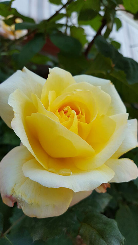 I Giardini del Lago fiori IL VIVAIO