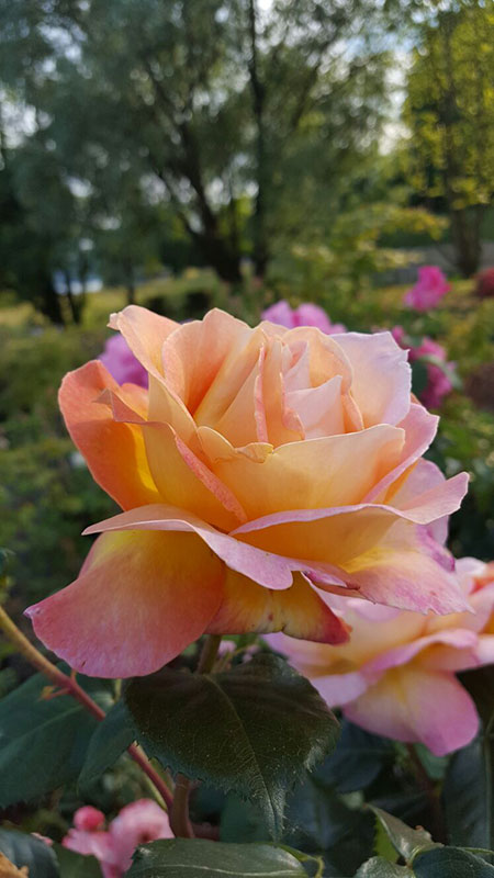 I Giardini del Lago fiori IL VIVAIO